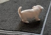 8 week old pug /pomeranian for sale