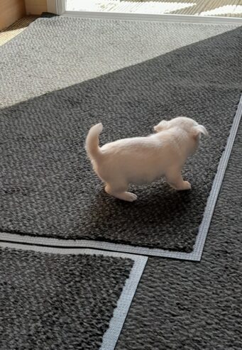 8 week old pug /pomeranian for sale