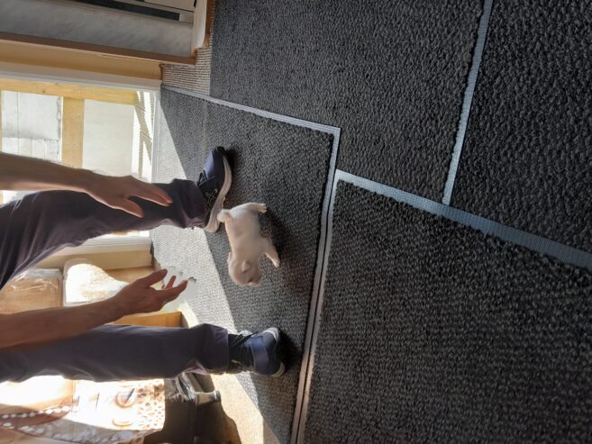 8 week old pug /pomeranian for sale