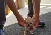 8 week old pug /pomeranian for sale