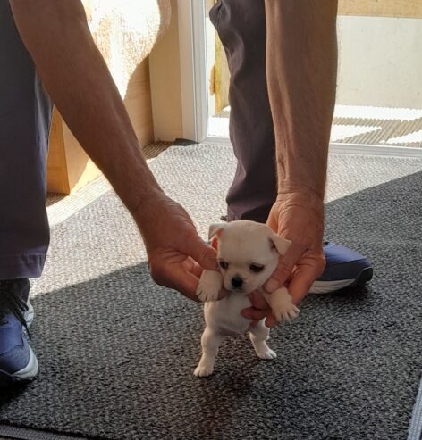 8 week old pug /pomeranian for sale