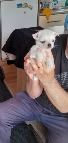 8 week old pug /pomeranian for sale