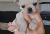 8 week old pug /pomeranian for sale