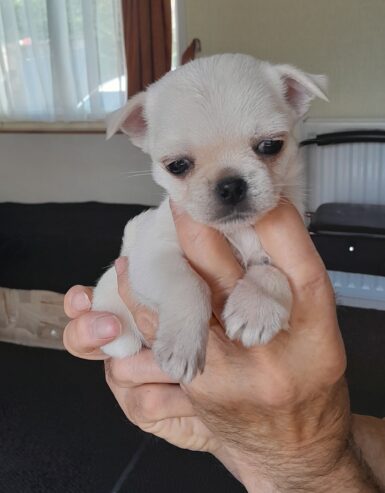8 week old pug /pomeranian for sale