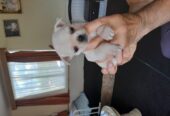 8 week old pug /pomeranian for sale