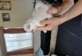 8 week old pug /pomeranian for sale