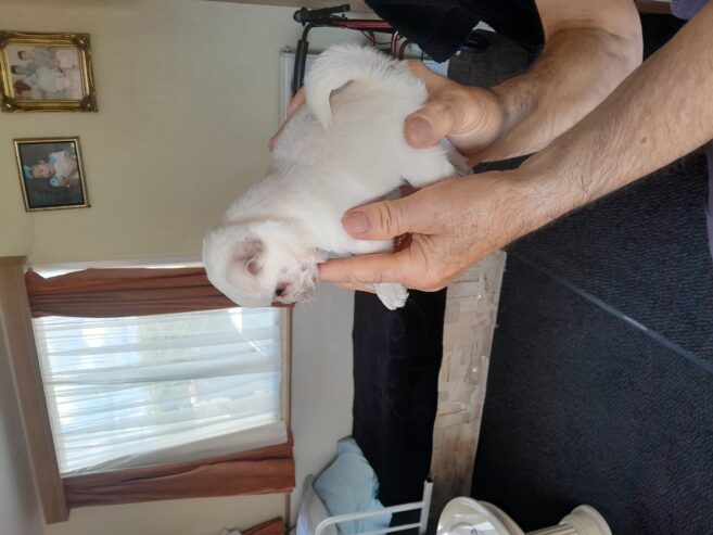 8 week old pug /pomeranian for sale