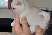 8 week old pug /pomeranian for sale