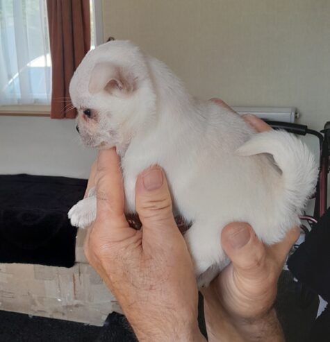 8 week old pug /pomeranian for sale