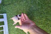Chihuahua sold