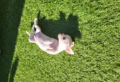 Chihuahua sold