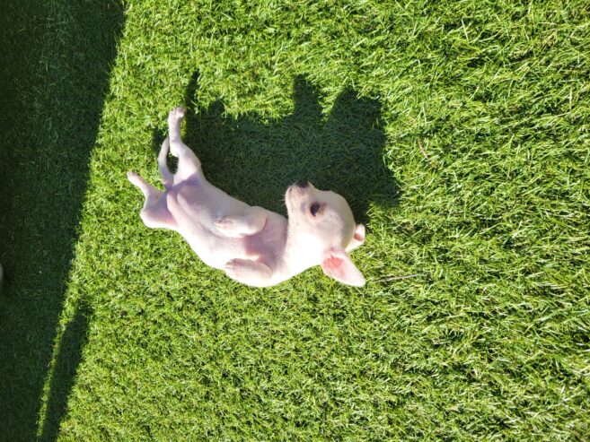 Chihuahua sold