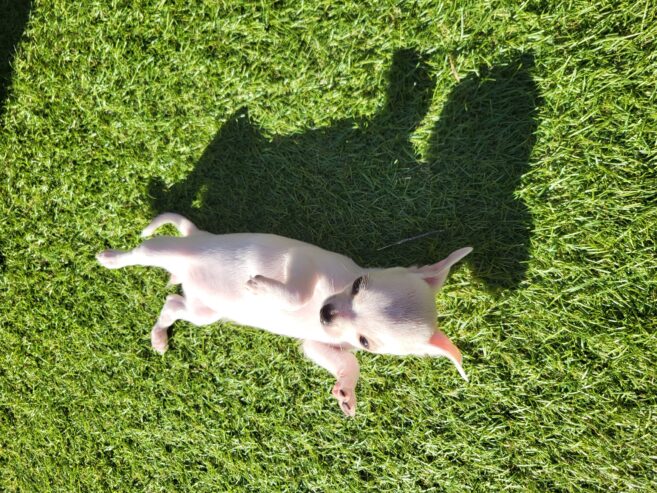 Chihuahua sold