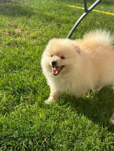 Pomaranian Puppies