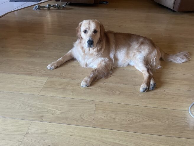 Registered Golden Retriever