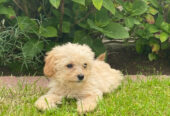 Lovely Cavachon Male and female puppies