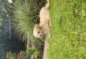 Lovely Cavachon Male and female puppies