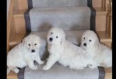 Stunning golden retrievers pups