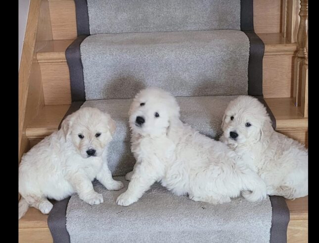 Stunning golden retrievers pups