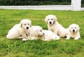 Stunning golden retrievers pups