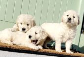 Stunning golden retrievers pups