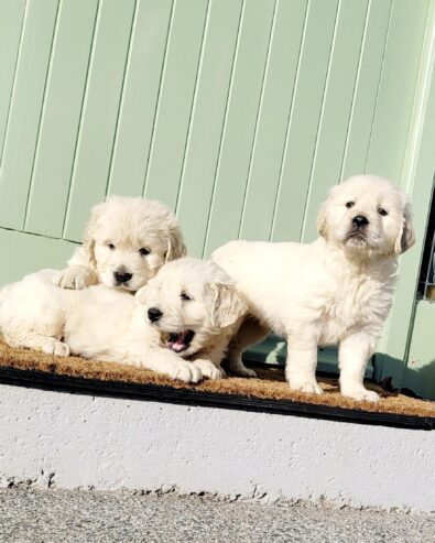 Stunning golden retrievers pups