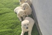 Stunning golden retrievers pups