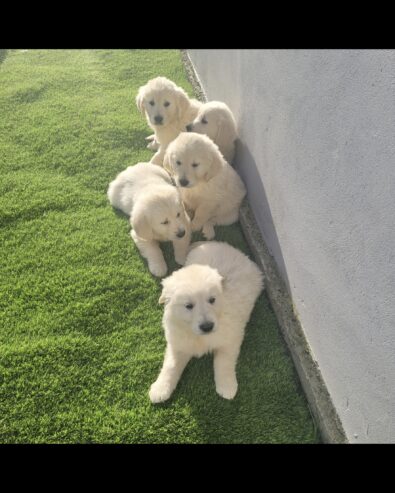 Stunning golden retrievers pups