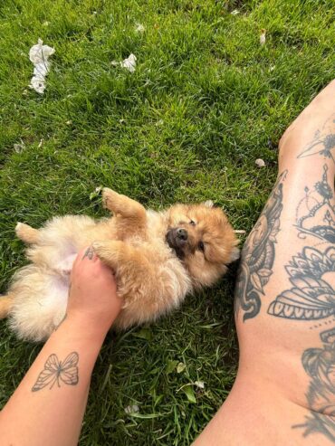 Pomaranian Puppies