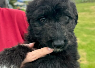 puppy1