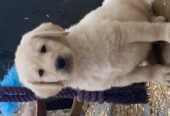 Labradoodles for sale