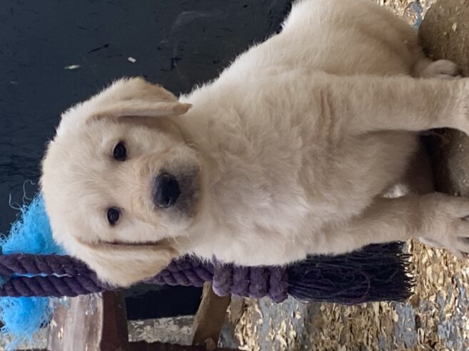 Labradoodles for sale
