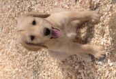 Labradoodles for sale