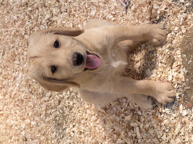 Labradoodles for sale