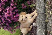 Labradoodles for sale