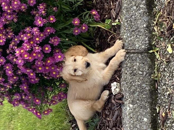 Labradoodles for sale