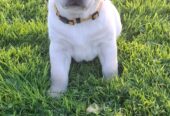 IKC labrador puppies