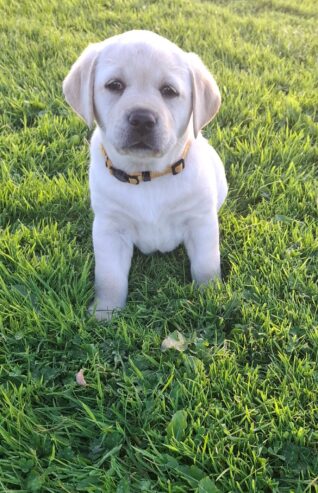IKC labrador puppies