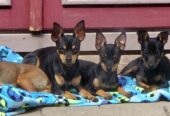 Russian toy terrier