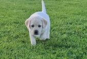 IKC labrador puppies