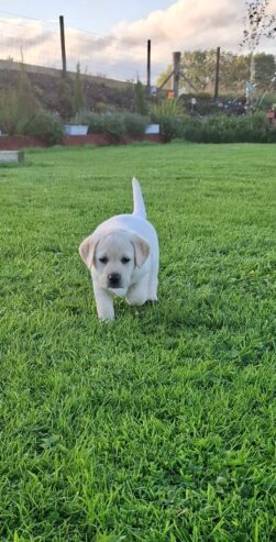 IKC labrador puppies