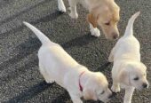 IKC labrador puppies