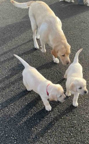 IKC labrador puppies