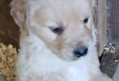 Purebred Golden Retriever puppies for sale