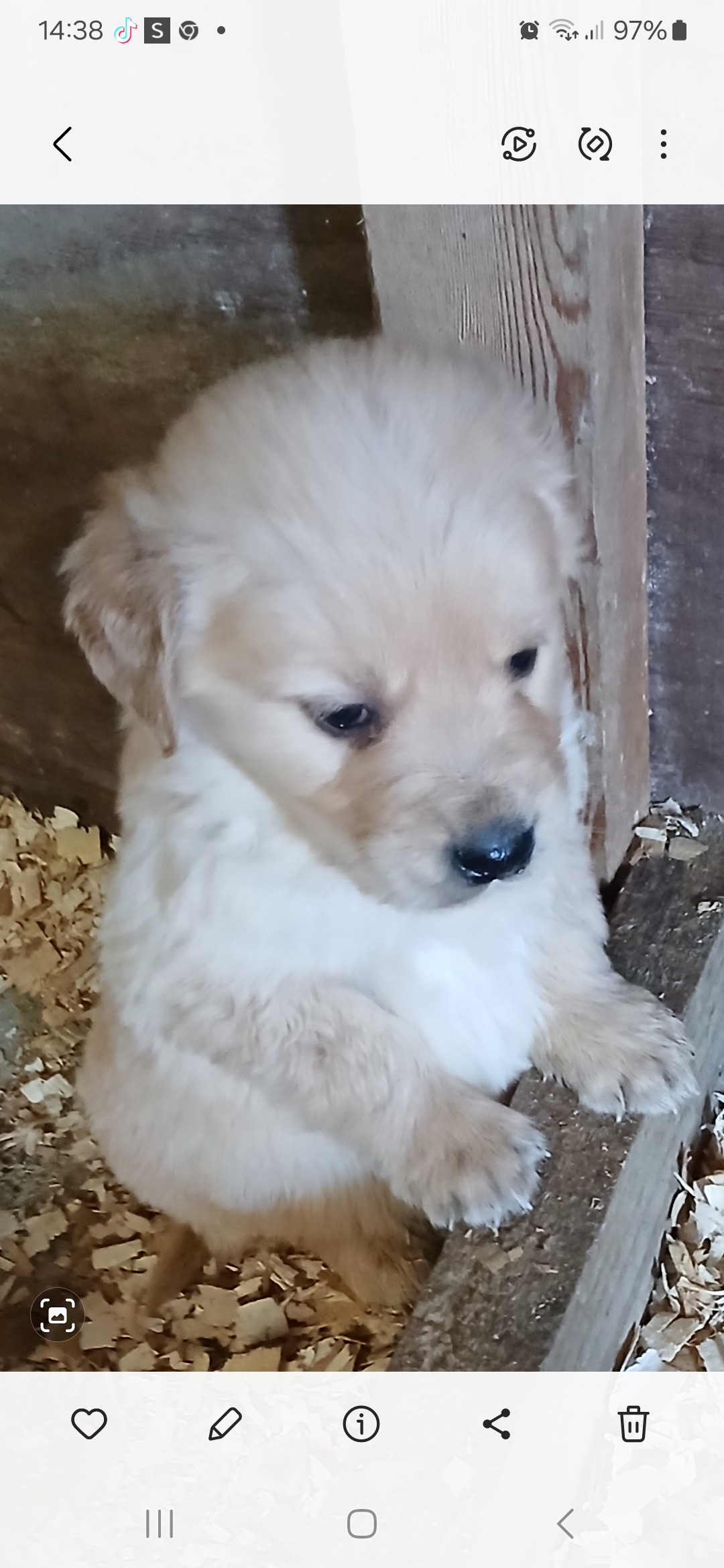 Purebred Golden Retriever puppies for sale