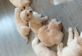 Purebred Golden Retriever puppies for sale