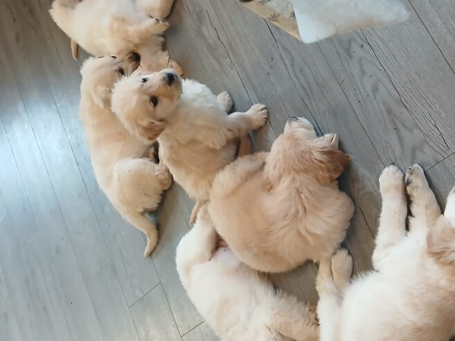 Purebred Golden Retriever puppies for sale