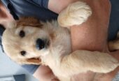 Purebred Golden Retriever puppies for sale