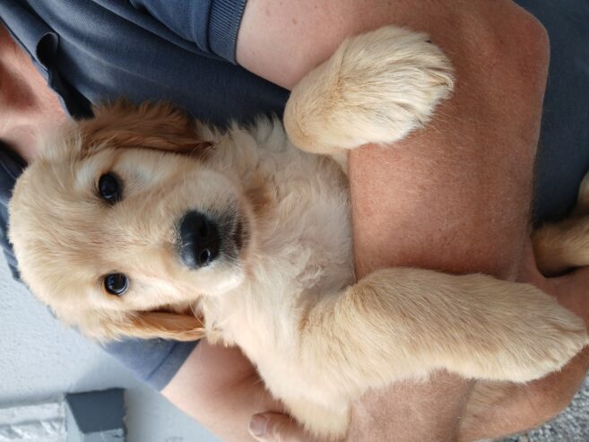 Purebred Golden Retriever puppies for sale