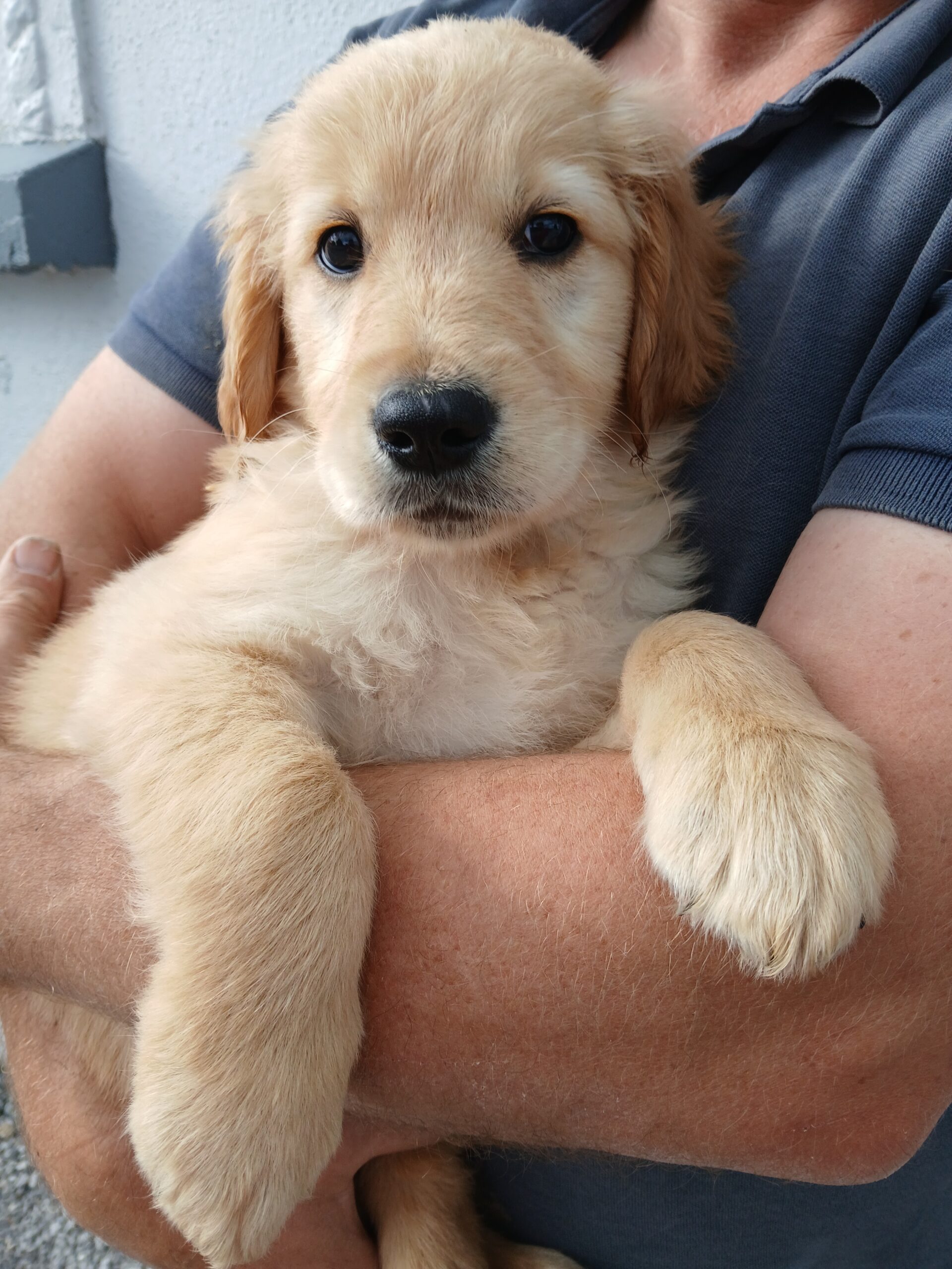 Purebred Golden Retriever puppies for sale